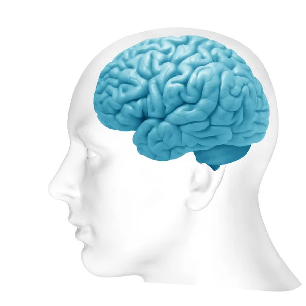 Human Brain Background Illustration — Stock Photo, Image