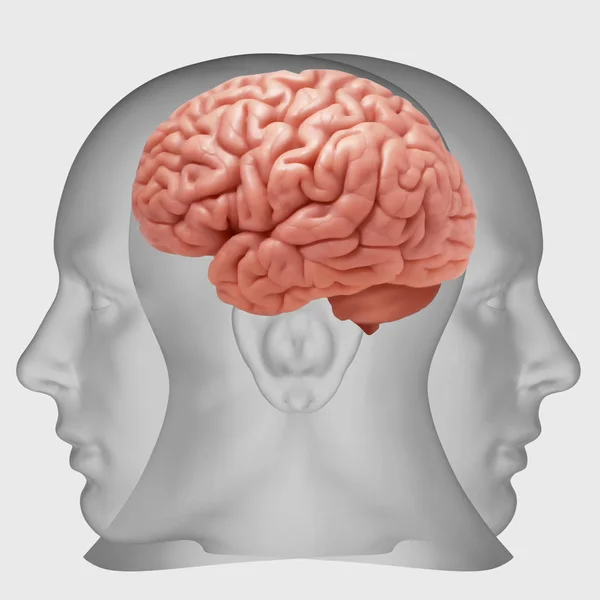 Menselijk Brein Achtergrond Illustratie — Stockfoto