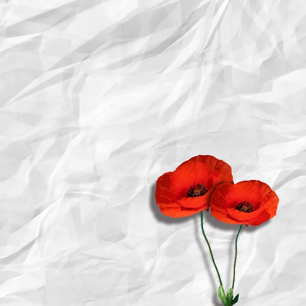 Wild Flowers Bright Poppies Background Texture — Stock Photo, Image