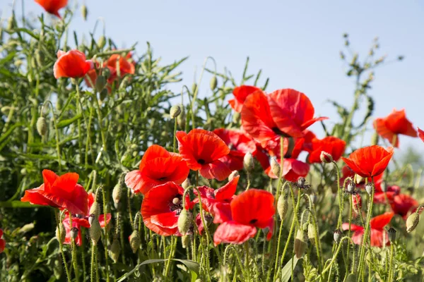 Röd Vallmo Blommor Fältet Natur — Stockfoto