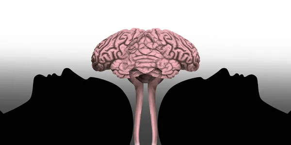 Mänskliga Huvuden Med Hjärna Och Vit Bakgrund — Stockfoto