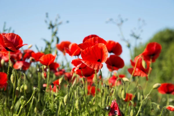 Κόκκινα Λουλούδια Παπαρούνας Στο Γήπεδο Φύση — Φωτογραφία Αρχείου