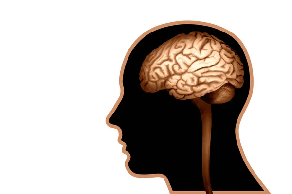 Mänskliga Hjärnan Bakgrund Illustration — Stockfoto