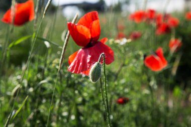 Tarlada kırmızı haşhaş çiçekleri. Doğa