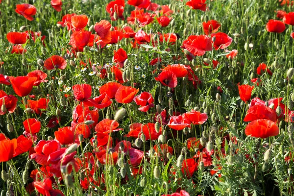 Poli Jsou Červené Květy Přírody — Stock fotografie
