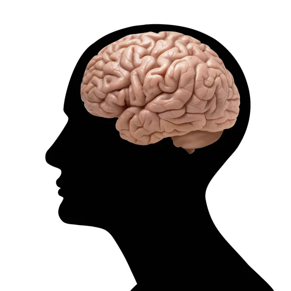 人脑背景 — 图库照片