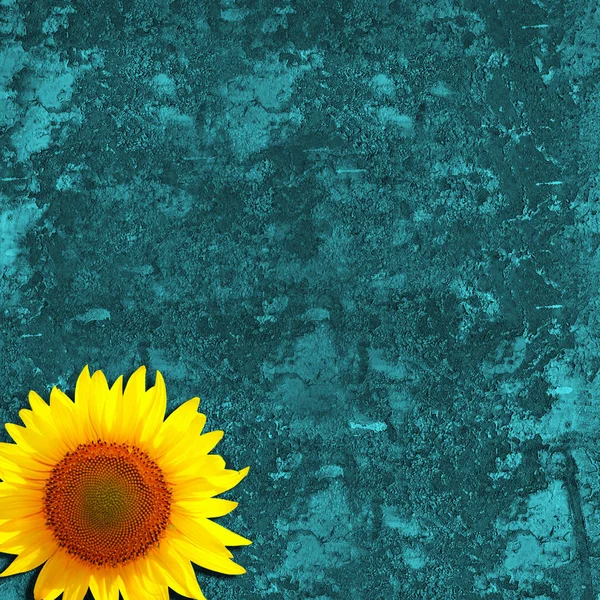 Schöne Gelbe Sonnenblume Hintergrund Textur — Stockfoto