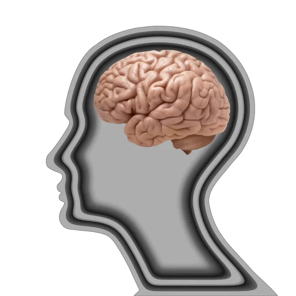 Sfondo Cervello Umano Illustrazione — Foto Stock
