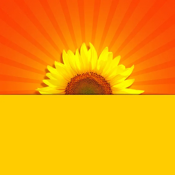 Mooie Gele Zonnebloem Achtergrond Textuur — Stockfoto