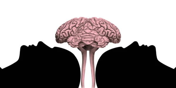 有大脑和白色背景的人类头 — 图库照片