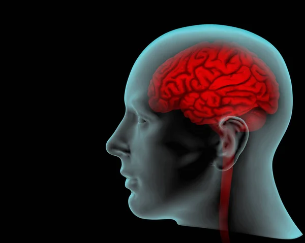 Human Brain Background Illustration — Stock Photo, Image