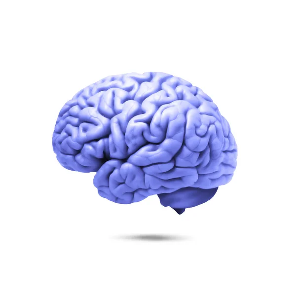 Human Brain Background Illustration — Stock Photo, Image