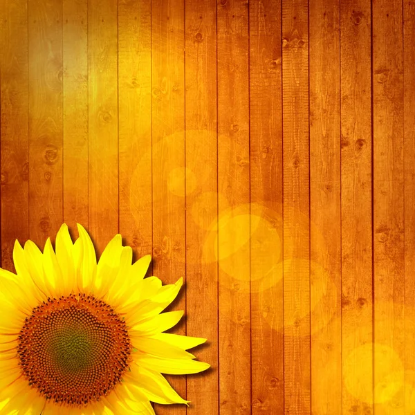 美しい黄色のヒマワリ テクスチャ — ストック写真