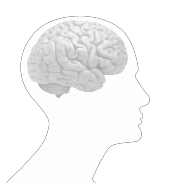 人脑背景 — 图库照片