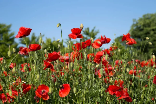Tarlada kırmızı haşhaş çiçekleri. Doğa