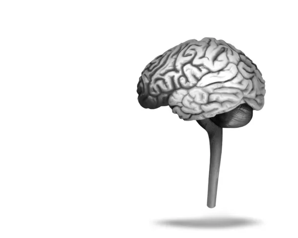 นหล งสมองของมน ภาพ — ภาพถ่ายสต็อก
