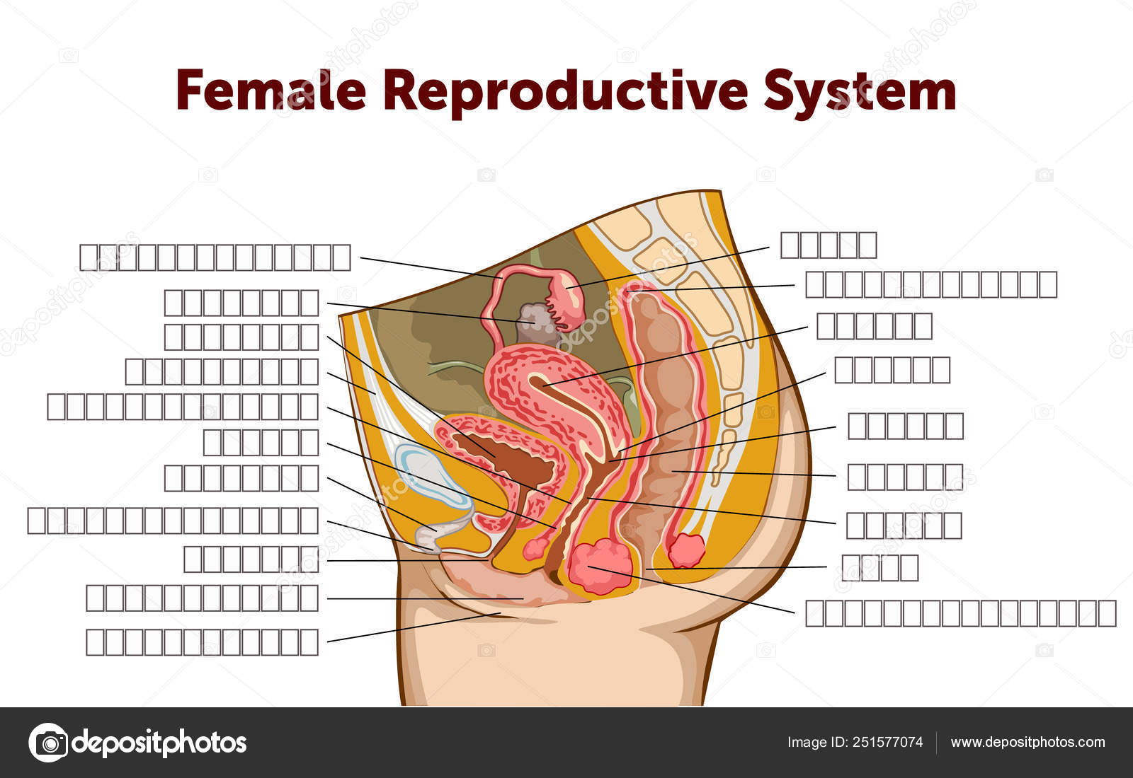 Female Reproductive Chart