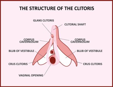 The structure of the clitoris, a medical poster female anatomy vagina clipart