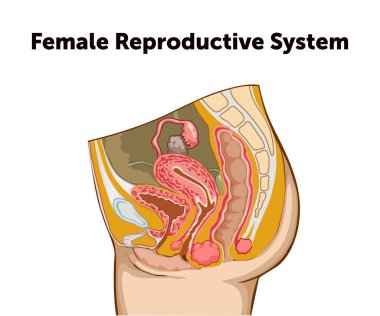Education Chart of Biology for Female Reproductive System Diagram. Vector illustration clipart