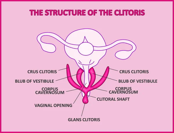 La struttura del clitoride, un poster medico anatomia femminile vagina — Vettoriale Stock