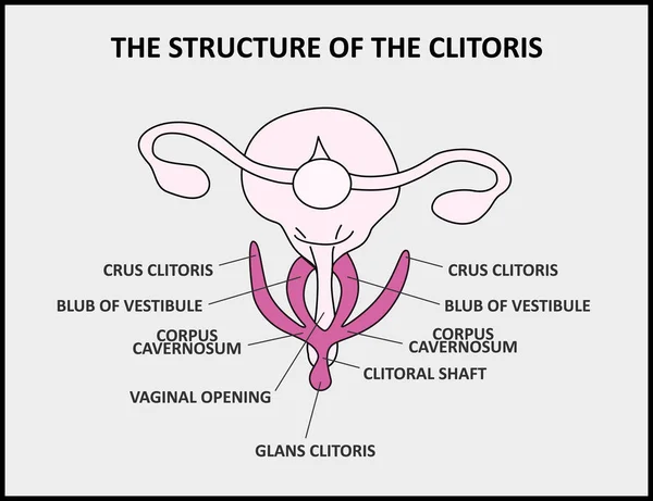 A estrutura do clitóris, um cartaz médico anatomia feminina vagina — Vetor de Stock