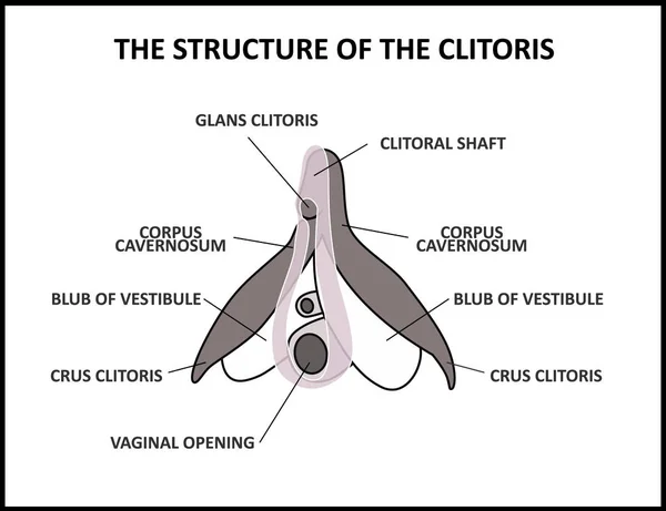 Die Struktur der Klitoris, ein medizinisches Poster weibliche Anatomie Vagina — Stockvektor