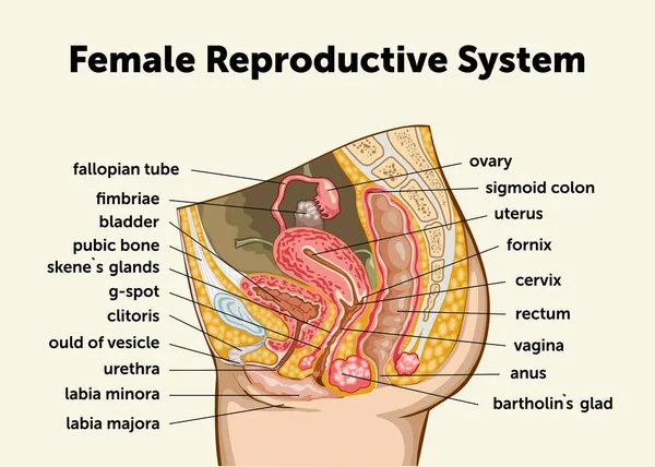 Education Chart of Biology for Female Reproductive System Diagram (en inglés). Ilustración vectorial — Archivo Imágenes Vectoriales