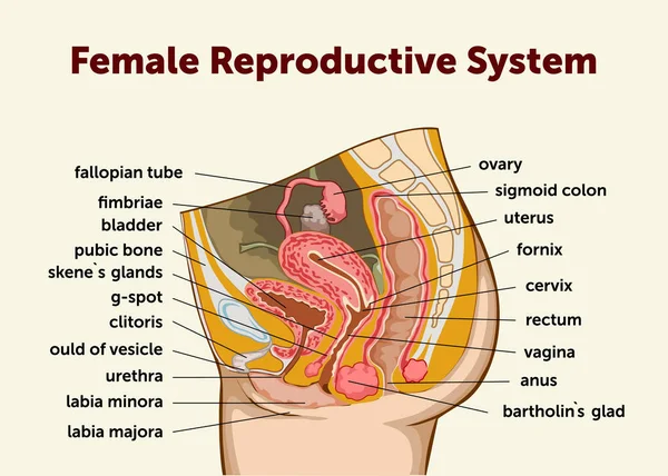 Diagramma didattico di Biologia per Sistema Riproduttivo Femminile. Illustrazione vettoriale — Vettoriale Stock