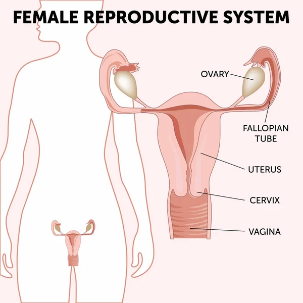 Sistema reproductor femenino, esquema de útero y ovarios, fase del ciclo menstrual — Archivo Imágenes Vectoriales