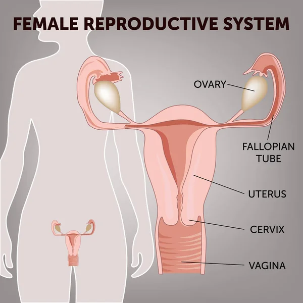 Kobiece reprodukcyjnego schemat systemu, macicy i jajników, fazy cyklu miesiączkowego — Wektor stockowy
