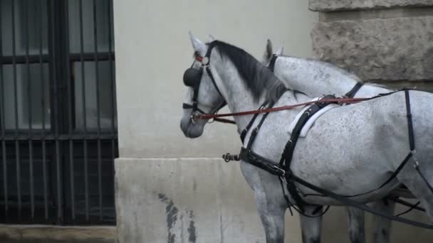 Две белые лошади в упряжке на улице — стоковое видео