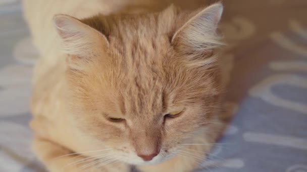 Bellissimo gatto rosso, sdraiato e che fa un pisolino su un divano in una giornata di sole. Accogliente filmato interno. — Video Stock