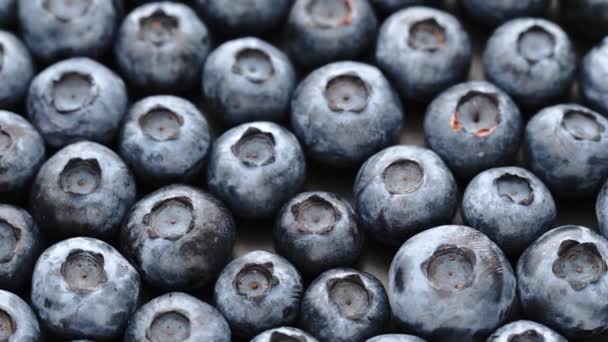 Frische saftige Blaubeeren im Wechsel. Nahaufnahme von Blaubeeren. Ansicht von oben — Stockvideo