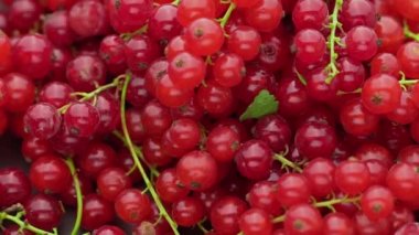 Kırmızı üzümler siyah arka planda döner, yavaş çekimde..