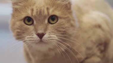 sevimli meraklı kedi içerde ve yukarı bakıyor, tüylü Sibirya kedisi esniyor, evcil hayvan kavramı