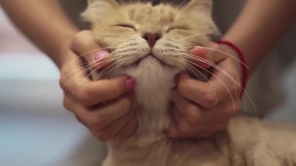 Carino gatto curioso in casa e guardando in alto, soffice gatto siberiano sbadiglio, il concetto di animali domestici — Video Stock