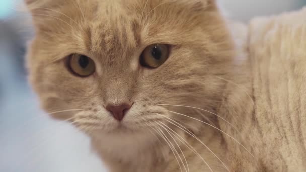 Carino gatto curioso in casa e guardando in alto, soffice gatto siberiano sbadiglio, il concetto di animali domestici — Video Stock