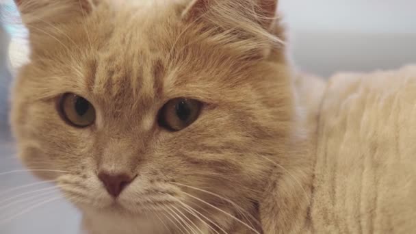 Carino gatto curioso in casa e guardando in alto, soffice gatto siberiano sbadiglio, il concetto di animali domestici — Video Stock