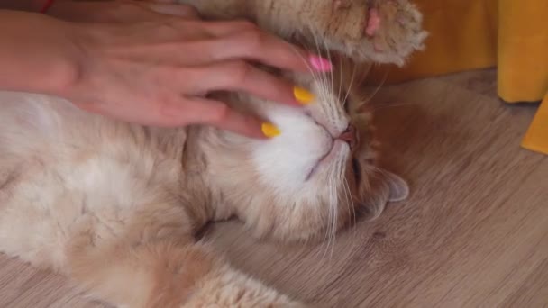 Cat relaxes from massage. Girl scratches her cat — Stock Video