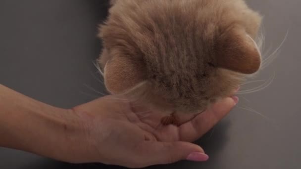 Pisica roșie mănâncă de la mâini în bucătărie acasă aproape — Videoclip de stoc
