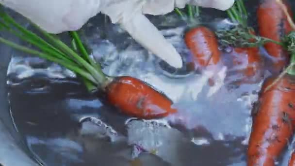 Giardinaggio domestico - Primo piano di carote coltivate appena raccolte e tagliate che vengono lavate sotto il rubinetto. — Video Stock