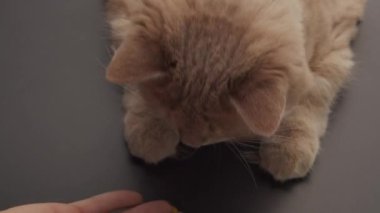 Kırmızı kedi evde mutfaktaki ellerden yemek yiyor.
