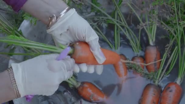 Jardinage à domicile - Gros plan sur les carottes fraîchement récoltées et parées qui sont lavées sous le robinet. — Video