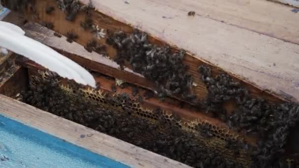 El apicultor abre la colmena, fumigando las abejas con humo. Trabajo profesional en el apiario. Primer plano. 4k, 10bit, ProRes — Vídeos de Stock