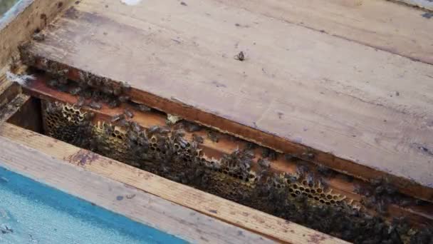 Apicultor abre a colmeia, fuma as abelhas com fumo. Trabalho profissional no apiário. Close-up. 4k, 10bit, ProRes — Vídeo de Stock