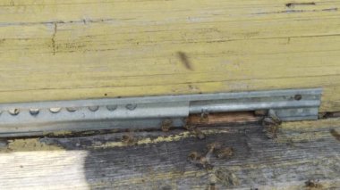 Arı peteği, Kovan 'dan bal peteği ile Plank. Bal arısı. Arı kovanında bal arıları.