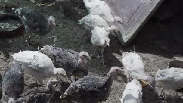 Um bando de perus jovens numa quinta de aves. ProRes 422 — Vídeo de Stock