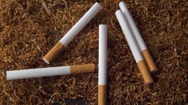 Stos tytoniu z papierosami. Wybiórcze ogniskowanie.Tytoń ekstremalne zbliżenie, makro 4k materiał. — Wideo stockowe