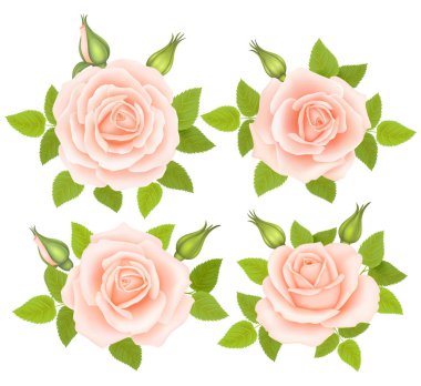 Gül çiçek kümesi. Vektör çizim