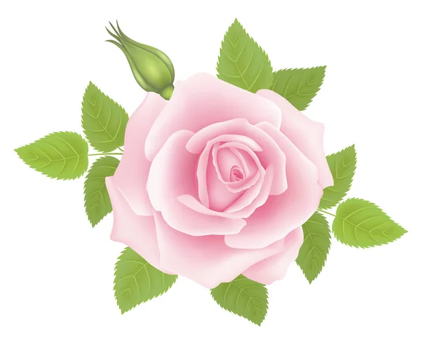 Witte achtergrond met een roze roos-bloem. Vector — Stockvector